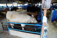CCF Farm Animals 2022