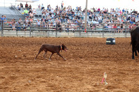Photo Cred Heather (HC Cowdogs Dog Herding Demonstration (Main Arena)