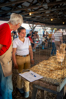Photo Cred Susan (4-H Poultry Show (Subject to change) Except Market Fowl)