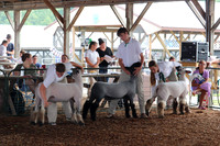 Photo Cred Heather Miller (Sheep Show)