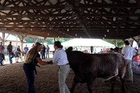 Photo Cred Heather (Dairy Steer with Beef Show to follow)