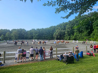 Phot Cred Mary (Open English Horse and Pony Show)