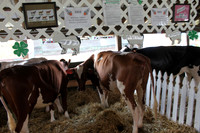 Cows, Pigs & Steers