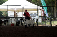 4-H Small & Large Pets Show, followed by the 4-H Pygmy Goat Show