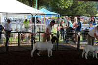 Meat Goat Show
