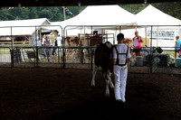 Dairy Cattle Show