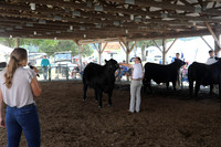 Swine Show with Dairy Steer, and Beef Shows to follow