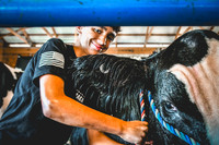 Dairy Steer with Beef Show to follow (Cred Susan Cole)