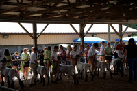 Sheep Show (Cred Susan Cole, Mary K Smith)